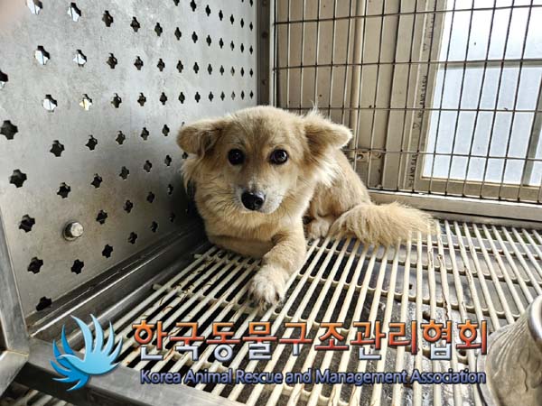 한국동물구조관리협회_441414202400751